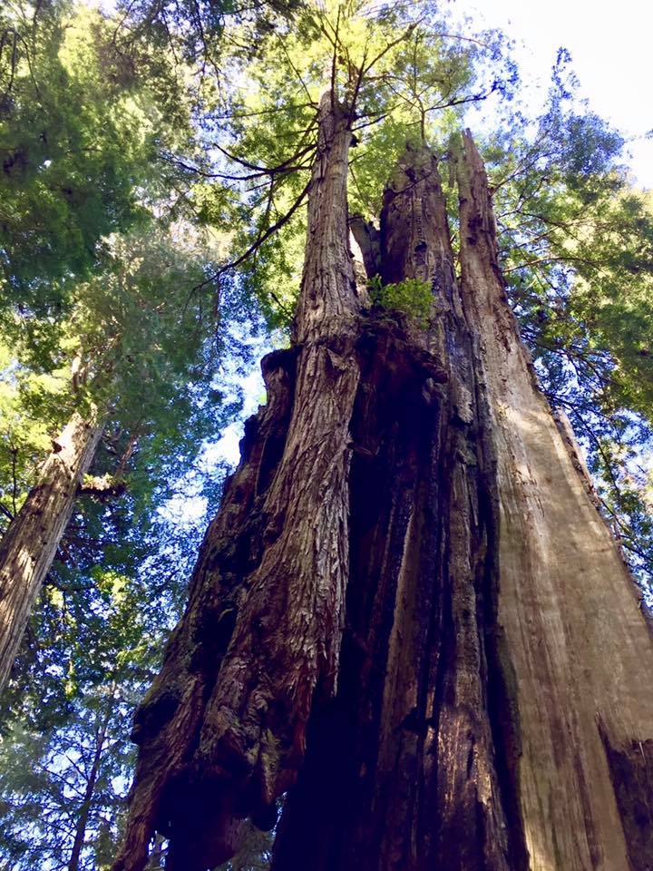 The redwoods are more than can be described with words.
