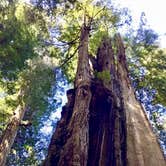 Review photo of Gold Bluffs Beach Campground — Prairie Creek Redwoods State Park by Justin L., May 5, 2017