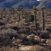 Review photo of Black Rock Campground — Joshua Tree National Park by Justin L., May 5, 2017
