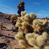 Review photo of Black Rock Campground — Joshua Tree National Park by Justin L., May 5, 2017