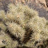 Review photo of Black Rock Campground — Joshua Tree National Park by Justin L., May 5, 2017