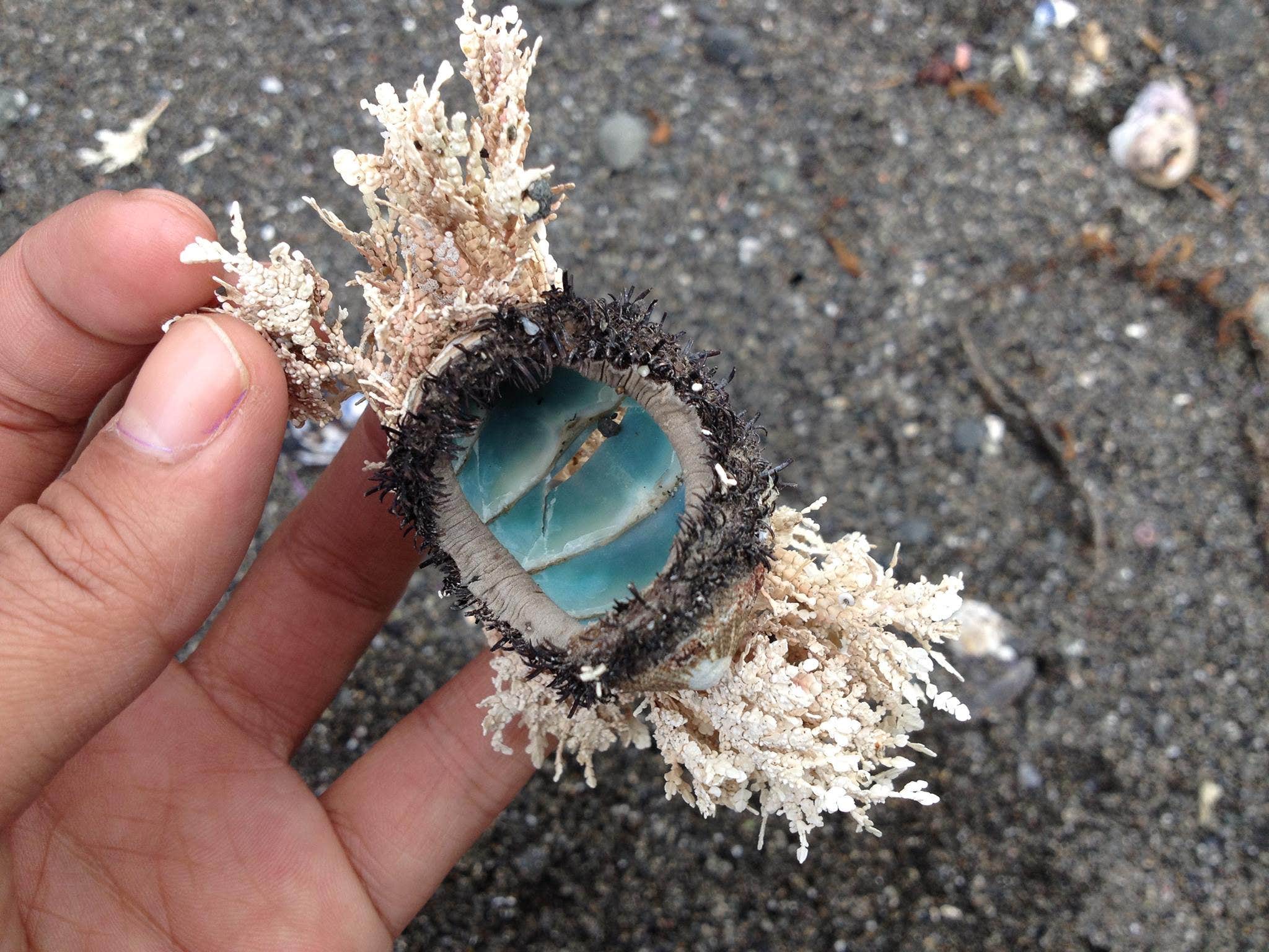 Camper-submitted photo at Mattole Campground near Eureka, CA