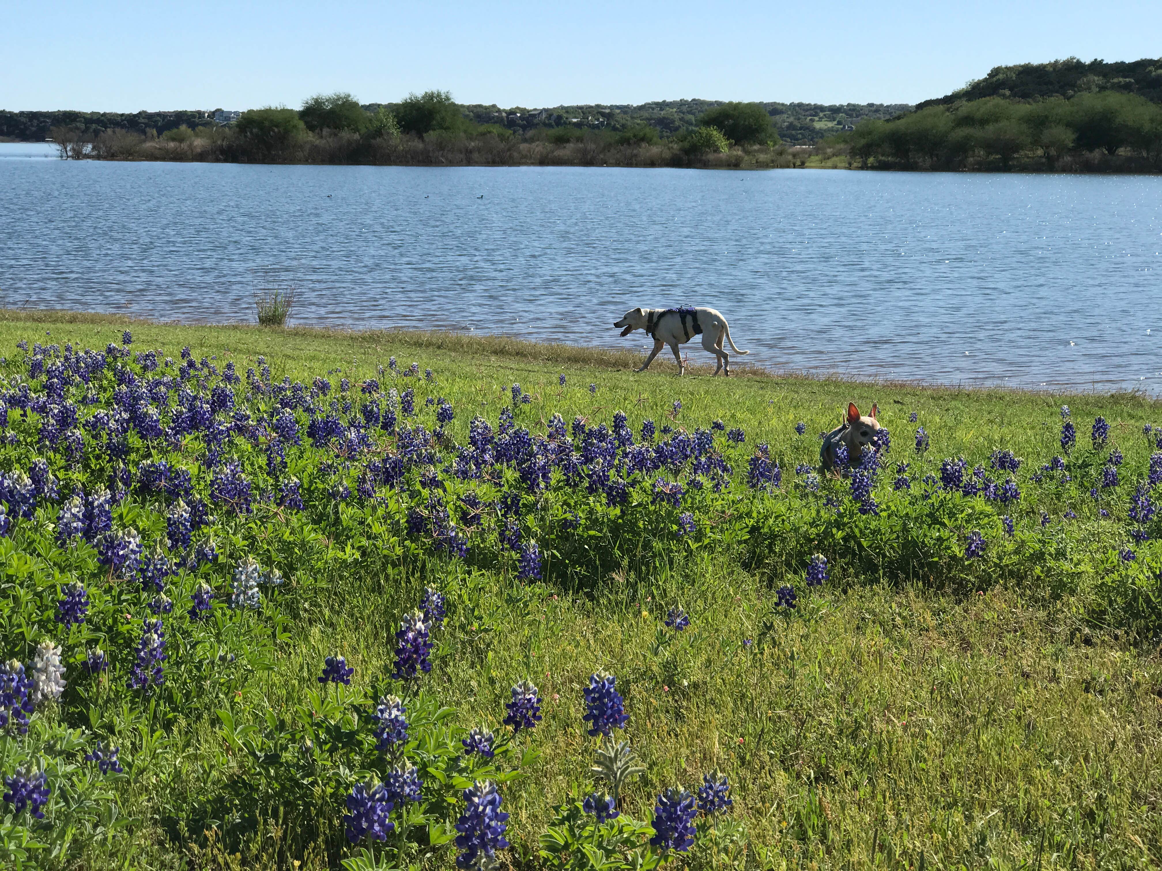 Camper-submitted photo at Muleshoe Bend Recreation Area near Marble Falls, TX