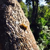 Review photo of Bullards Beach State Park Campground by Jennifer C., May 7, 2017