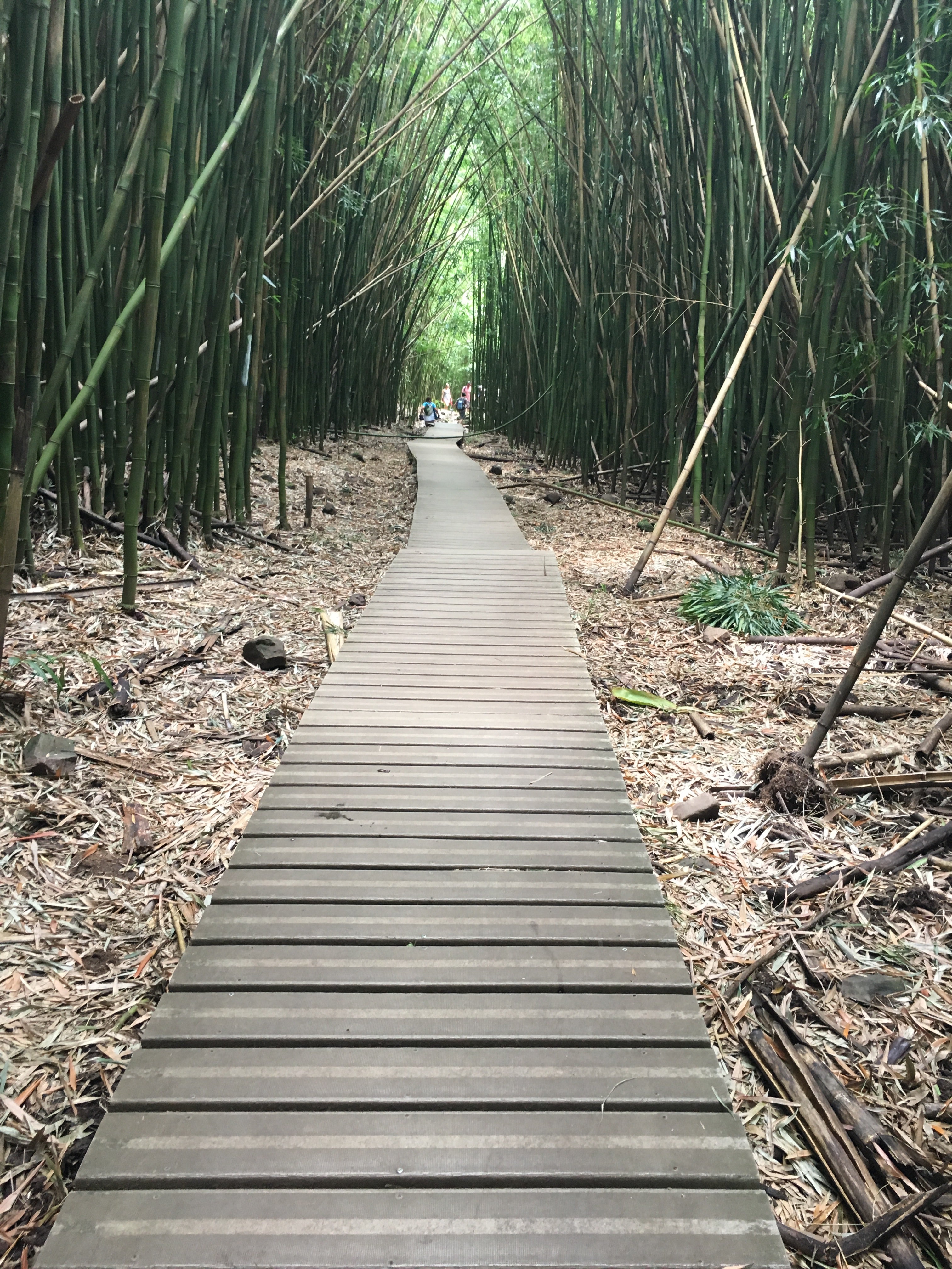 Bamboo forest hike to waterfall 
