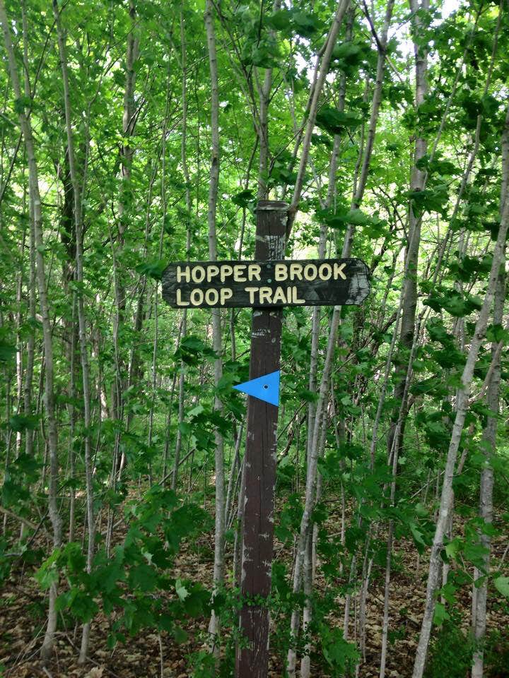 Camper submitted image from Sperry Road Campground — Mount Greylock State Reservation - 4