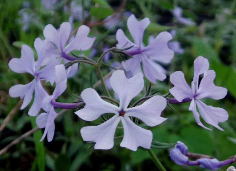 Camper-submitted photo at Three Lakes RV Resort, A Sun RV Resort near Hudson, FL