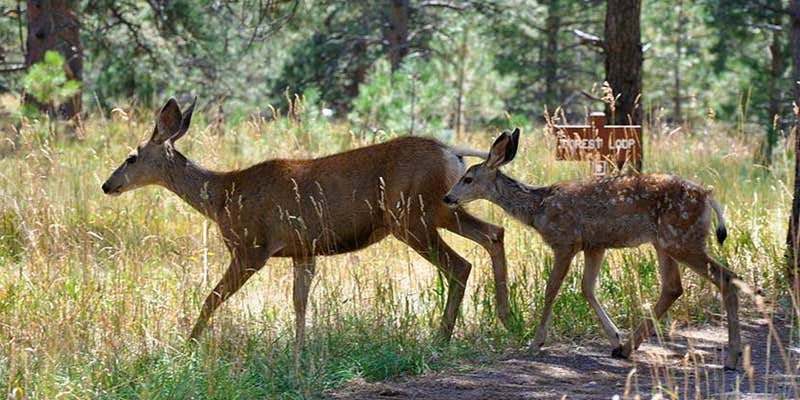 Camper submitted image from Three Lakes RV Resort, A Sun RV Resort