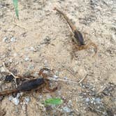 Review photo of Osage Hills State Park Campground by Dusty G., May 8, 2017