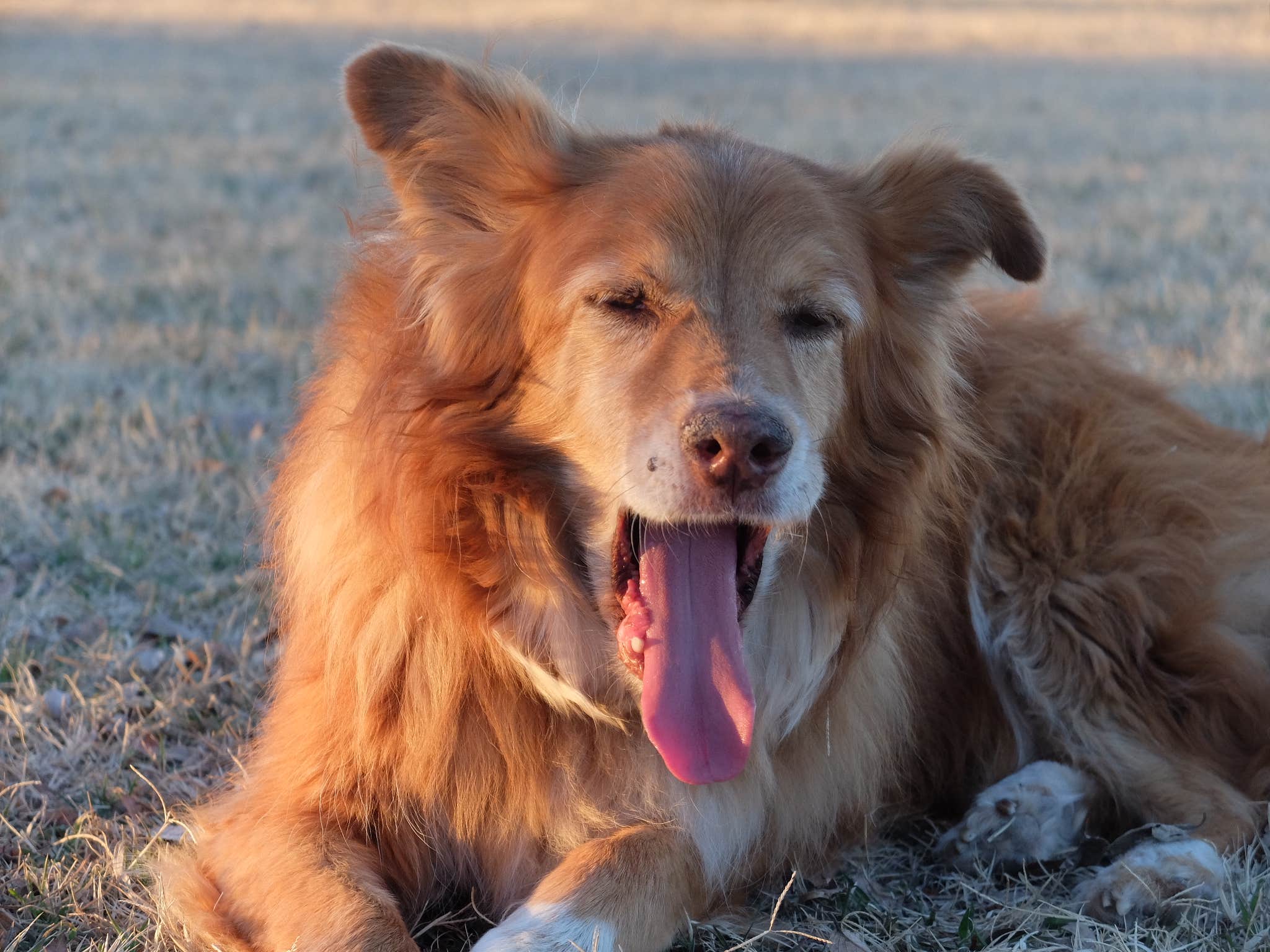 Dusty G.'s photo of camping with pets at Great Plains State Park Campground near Lawton, OK