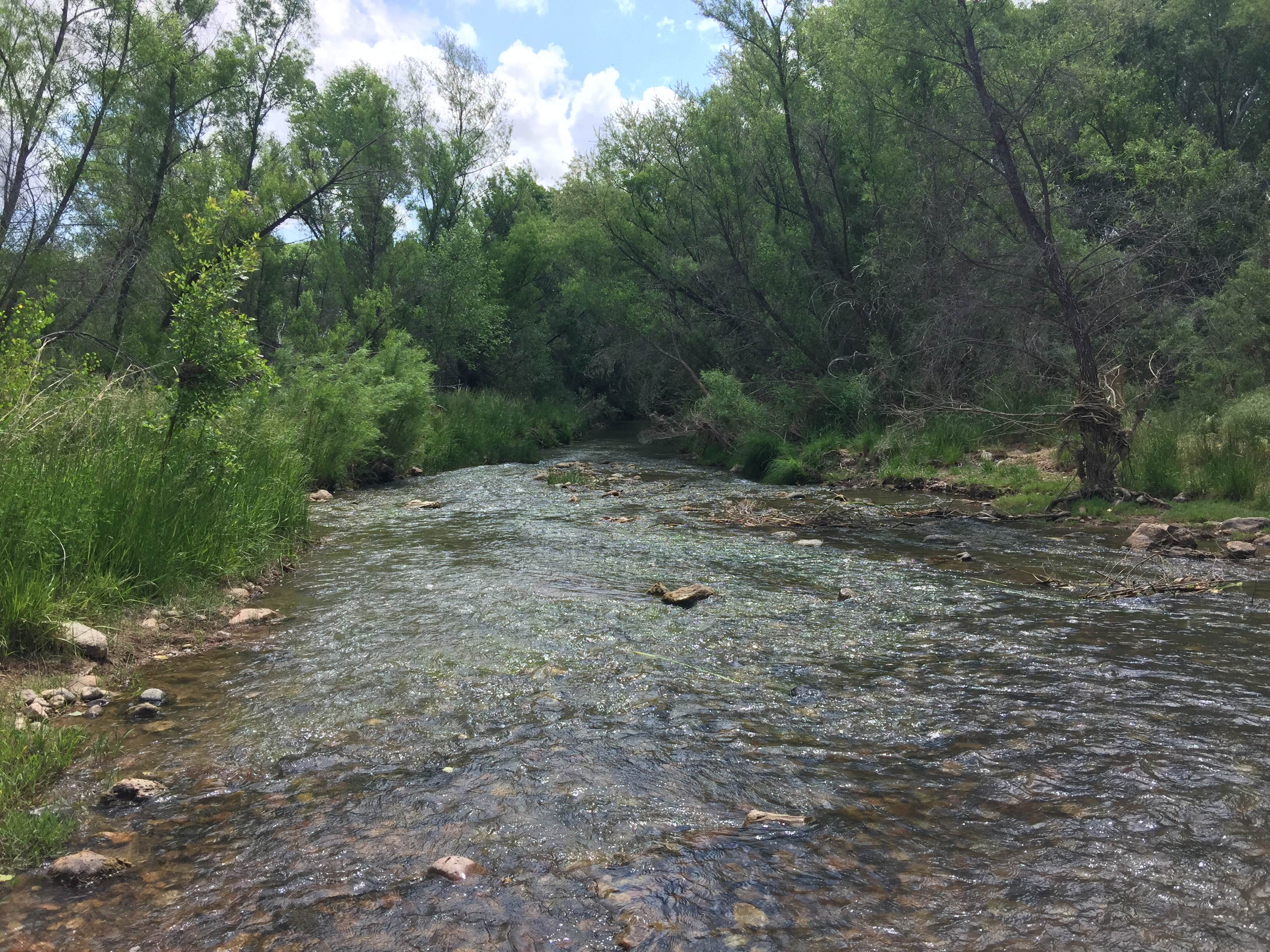 Camper submitted image from Dead Horse Ranch State Park Campground - 5