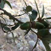 Review photo of Kartchner Caverns State Park Campground by Jennifer H., May 9, 2017