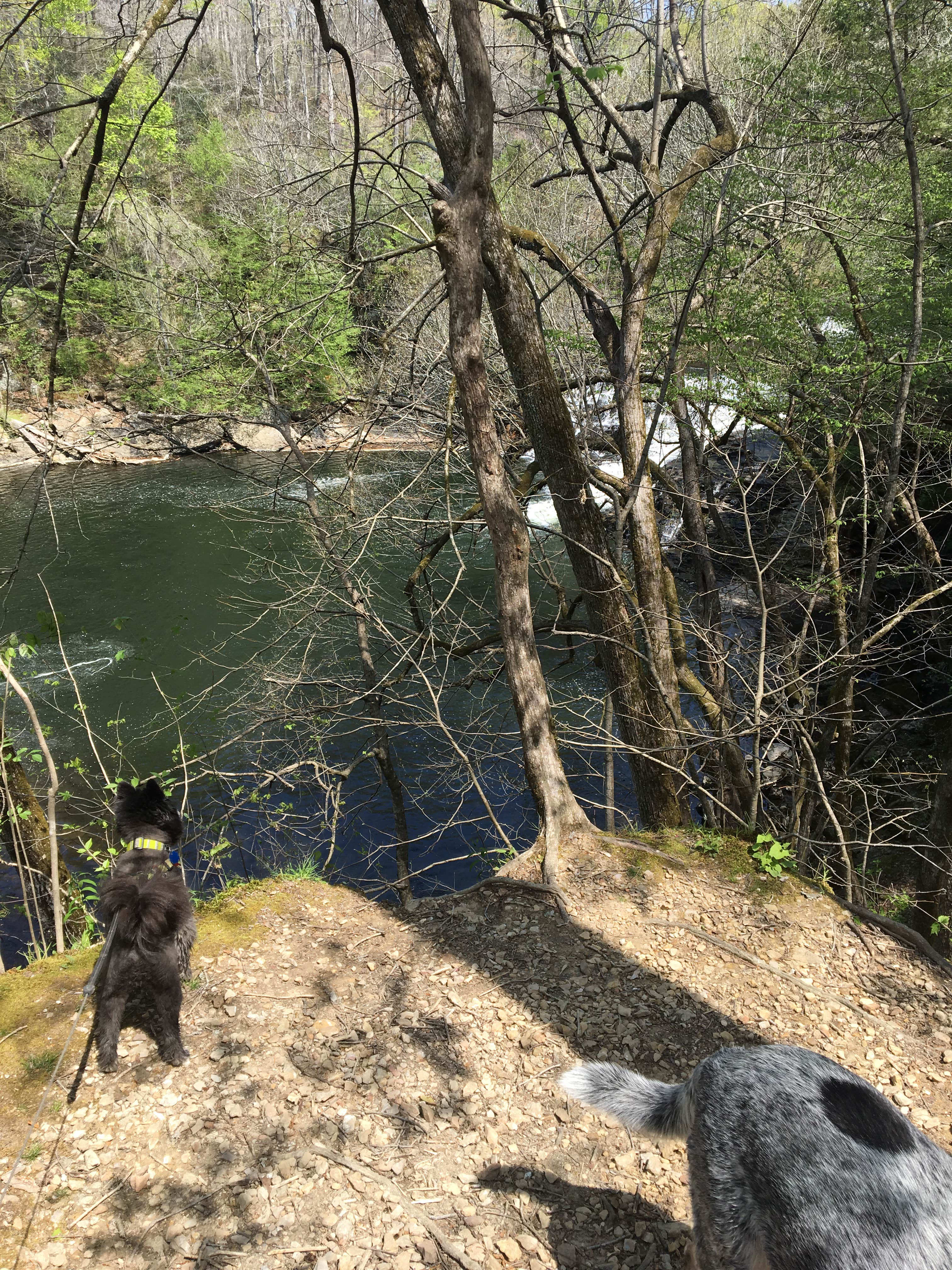 Shelly S.'s photo of camping with pets at Old Stone Fort State Archaeological Park near Estill Springs, TN