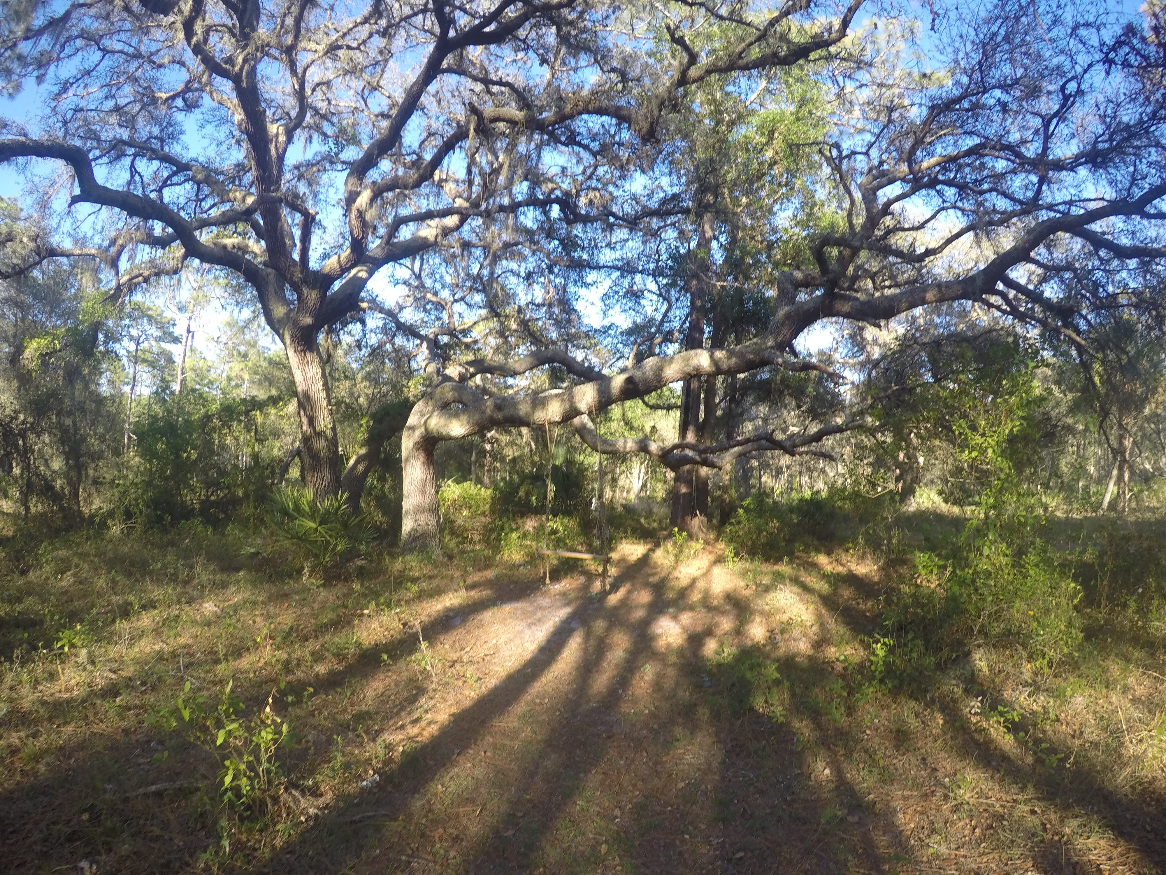 Camper submitted image from Cypress Creek Preserve - 4