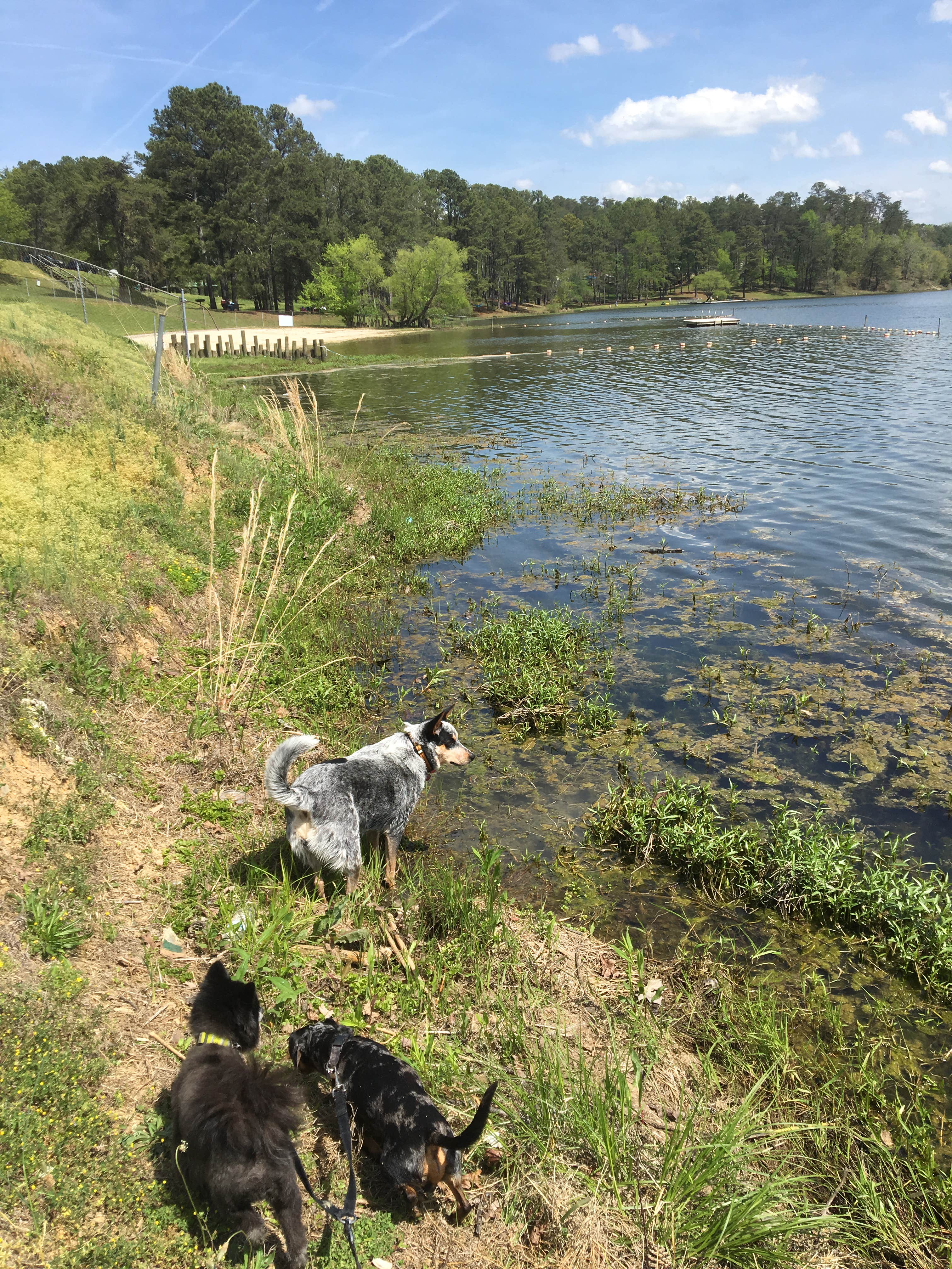 Shelly S.'s photo of camping with pets at Salacoa Creek Park near Eton, GA