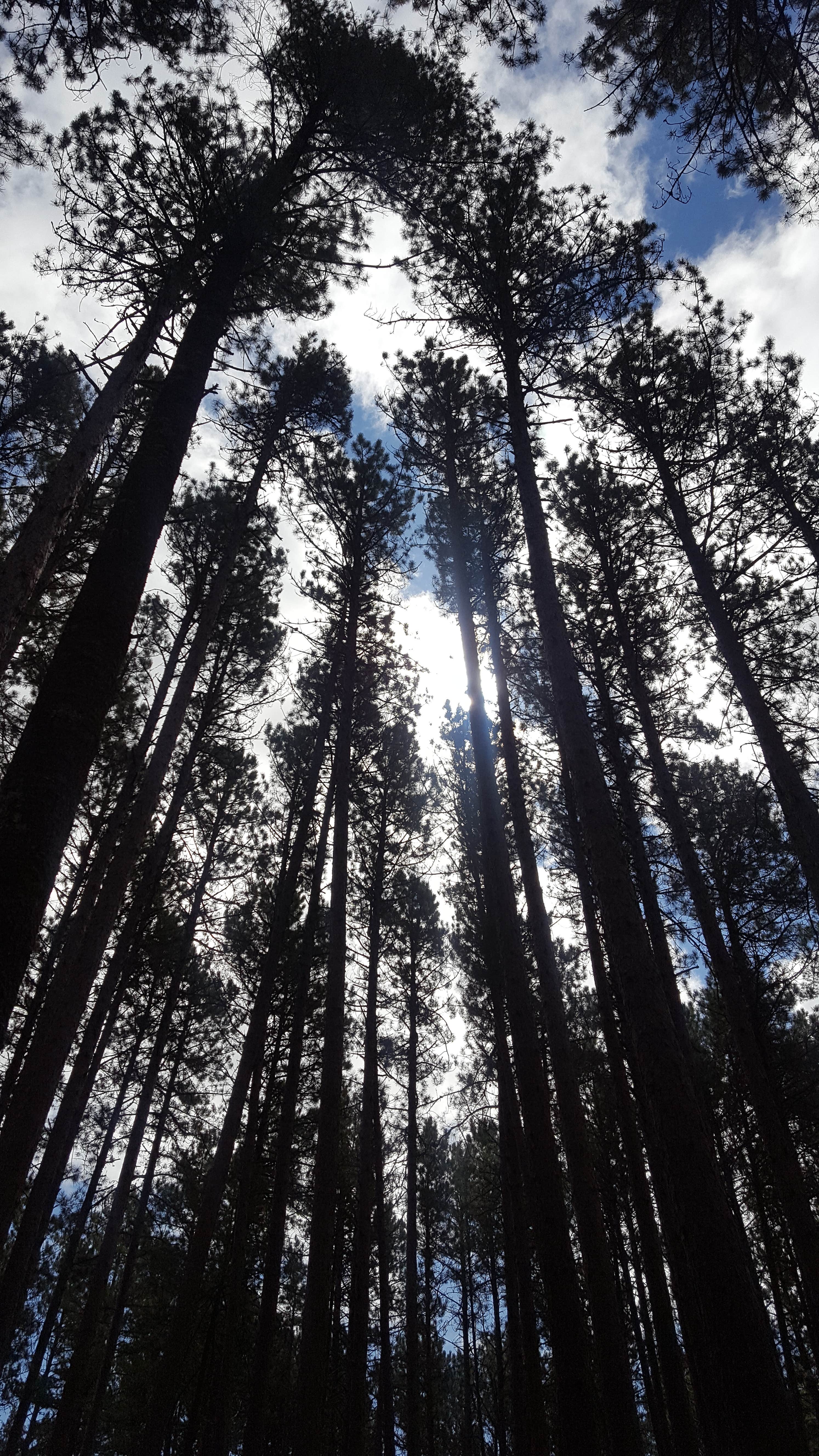 Camping near Birch Lake Campground & Backcountry Sites: Bear Head Lake State Park Campground, Tower, Minnesota