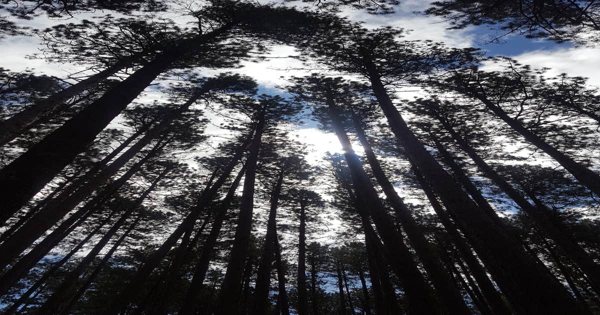 Bear Head Lake State Park Campground