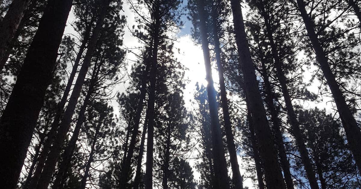 Bear Head Lake State Park Campground