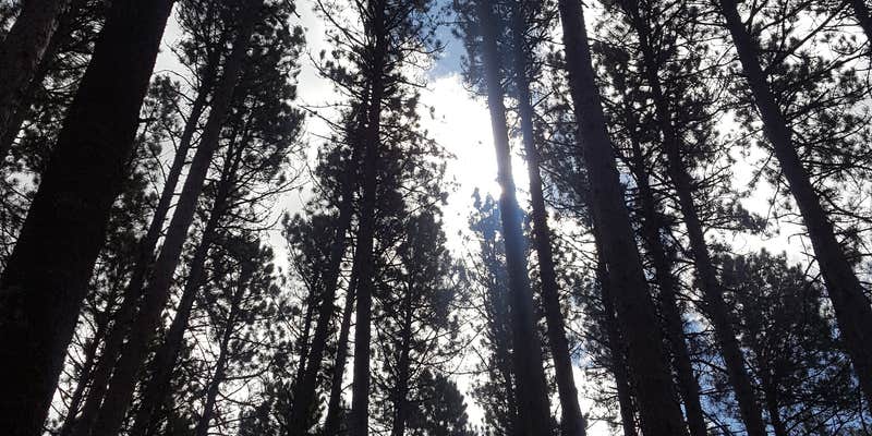 Camper submitted image from Bear Head Lake State Park Campground