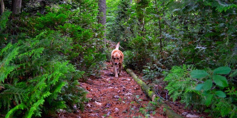 Camper submitted image from Poke-O-Moonshine