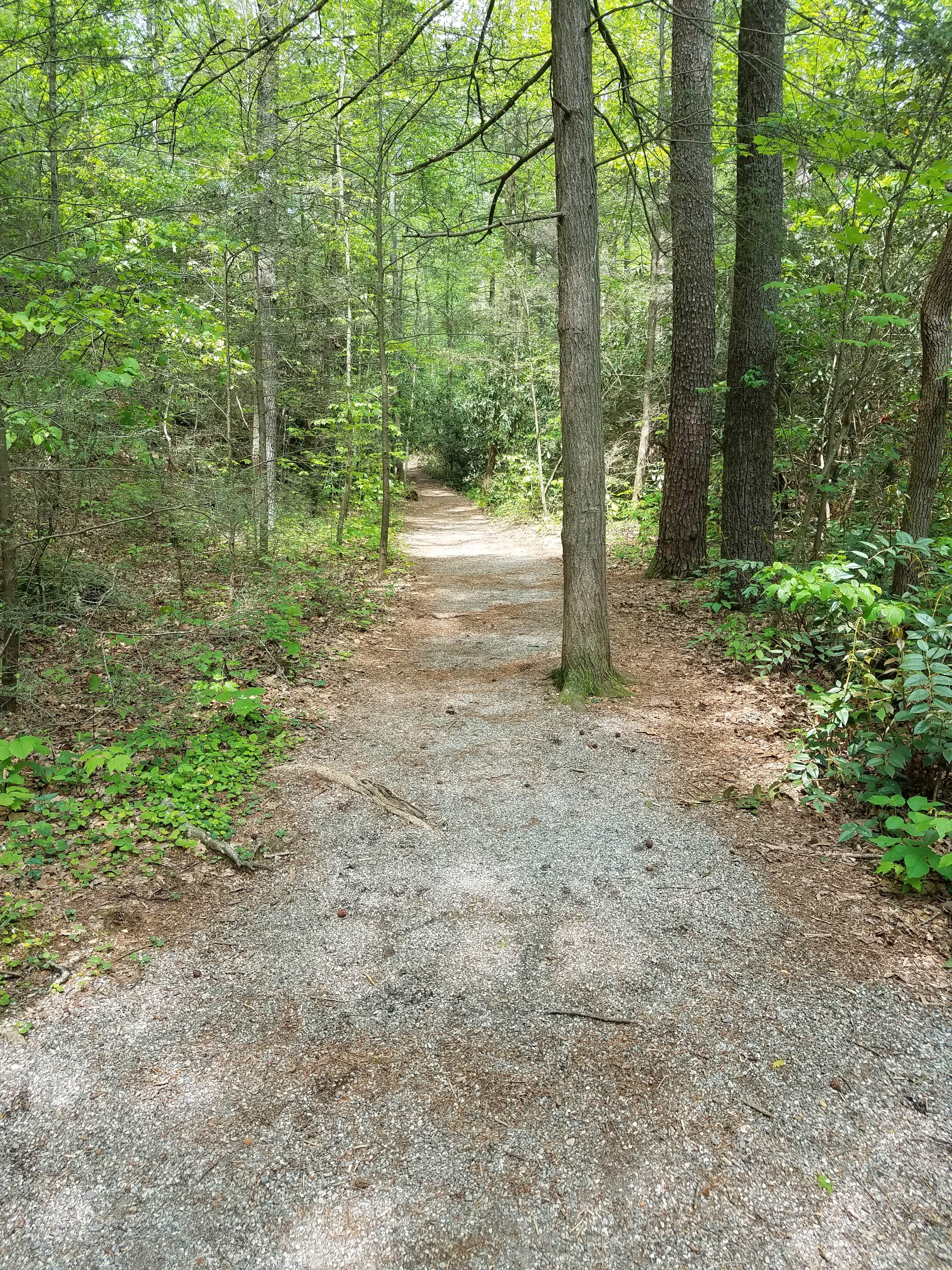 Camper submitted image from Desoto Falls - 4