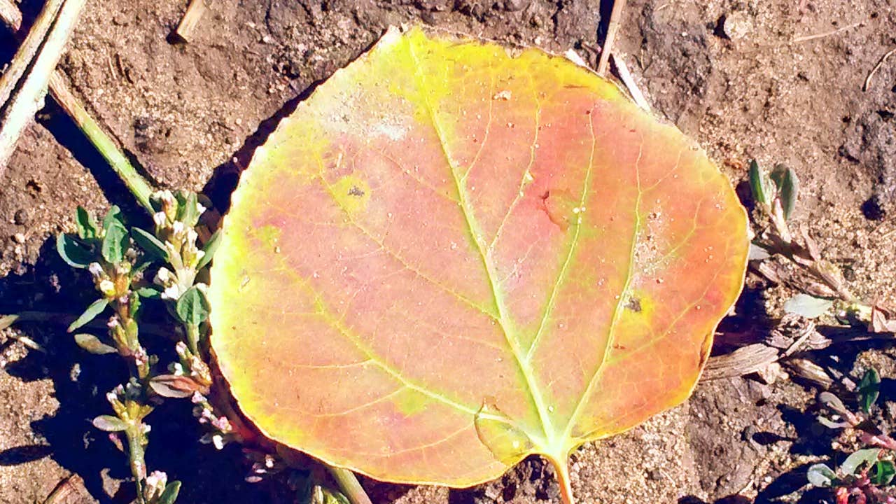 Camper-submitted photo at Aspen Glade (rio Grande National Forest, Co) near La Jara, CO