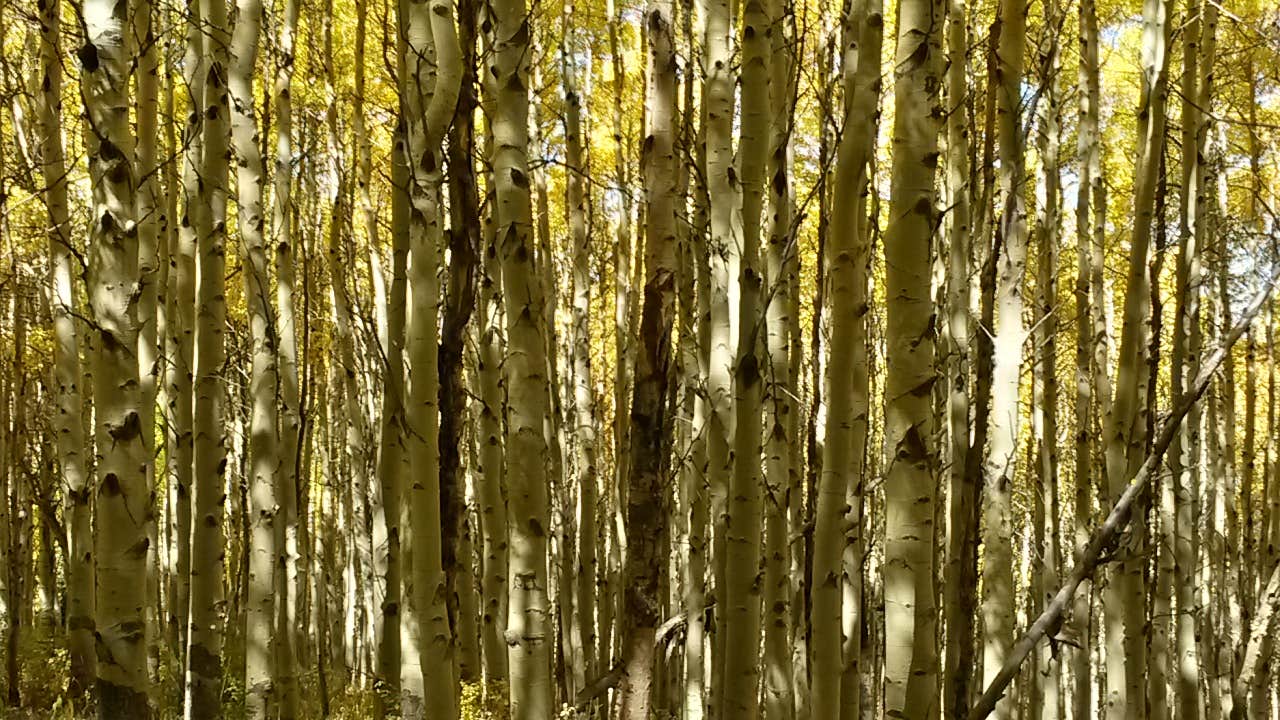 Camper submitted image from Cascade (colorado) - 2
