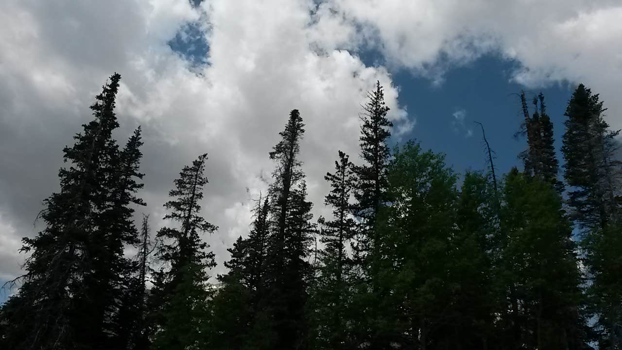 Camper submitted image from Aspen Glade (rio Grande National Forest, Co) - 2