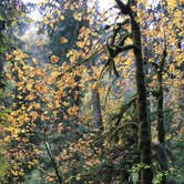 Review photo of Alsea Falls by Bjorn S., May 10, 2017