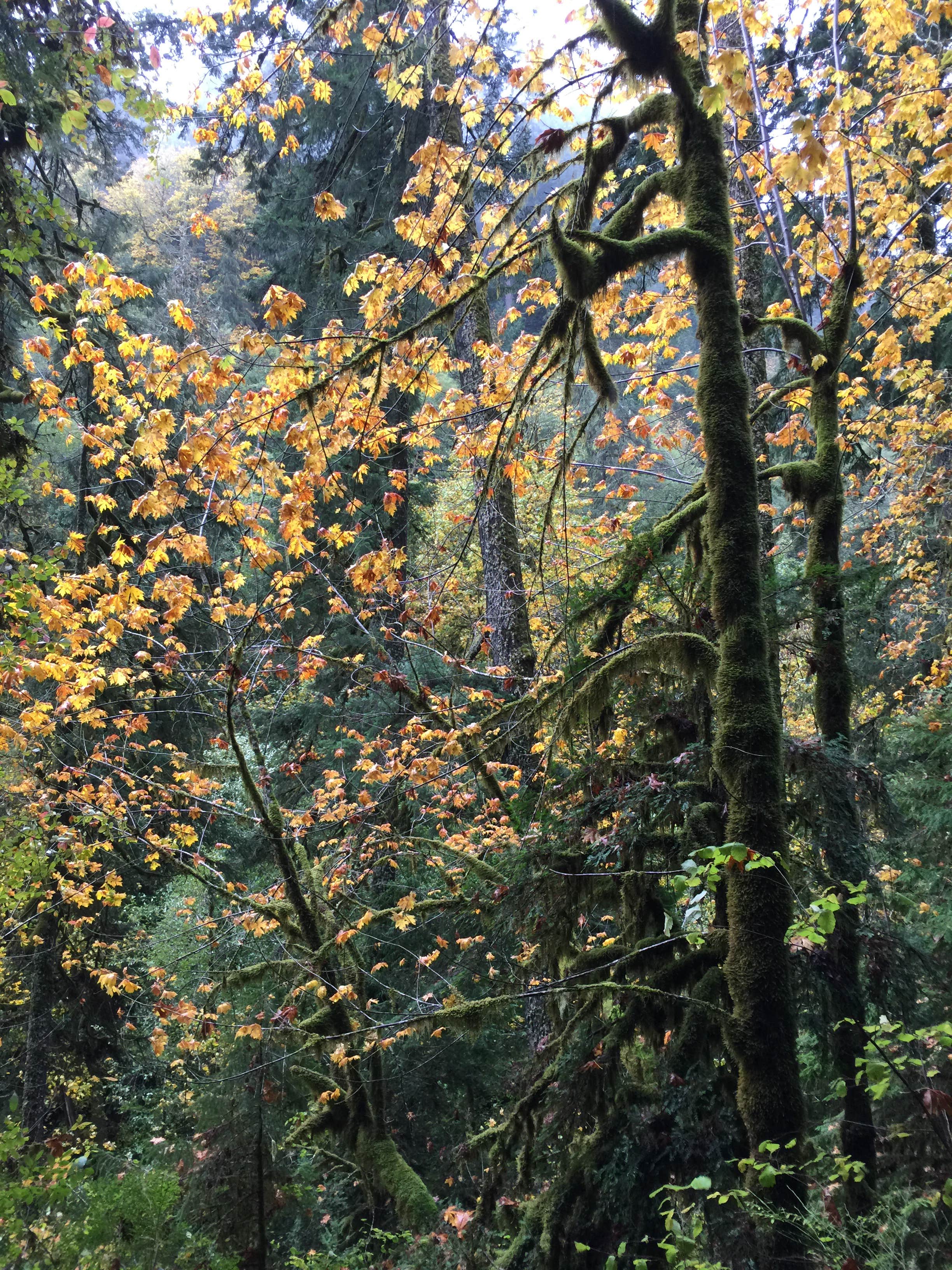 Camper submitted image from Alsea Falls - 4
