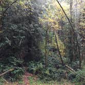 Review photo of Alsea Falls by Bjorn S., May 10, 2017