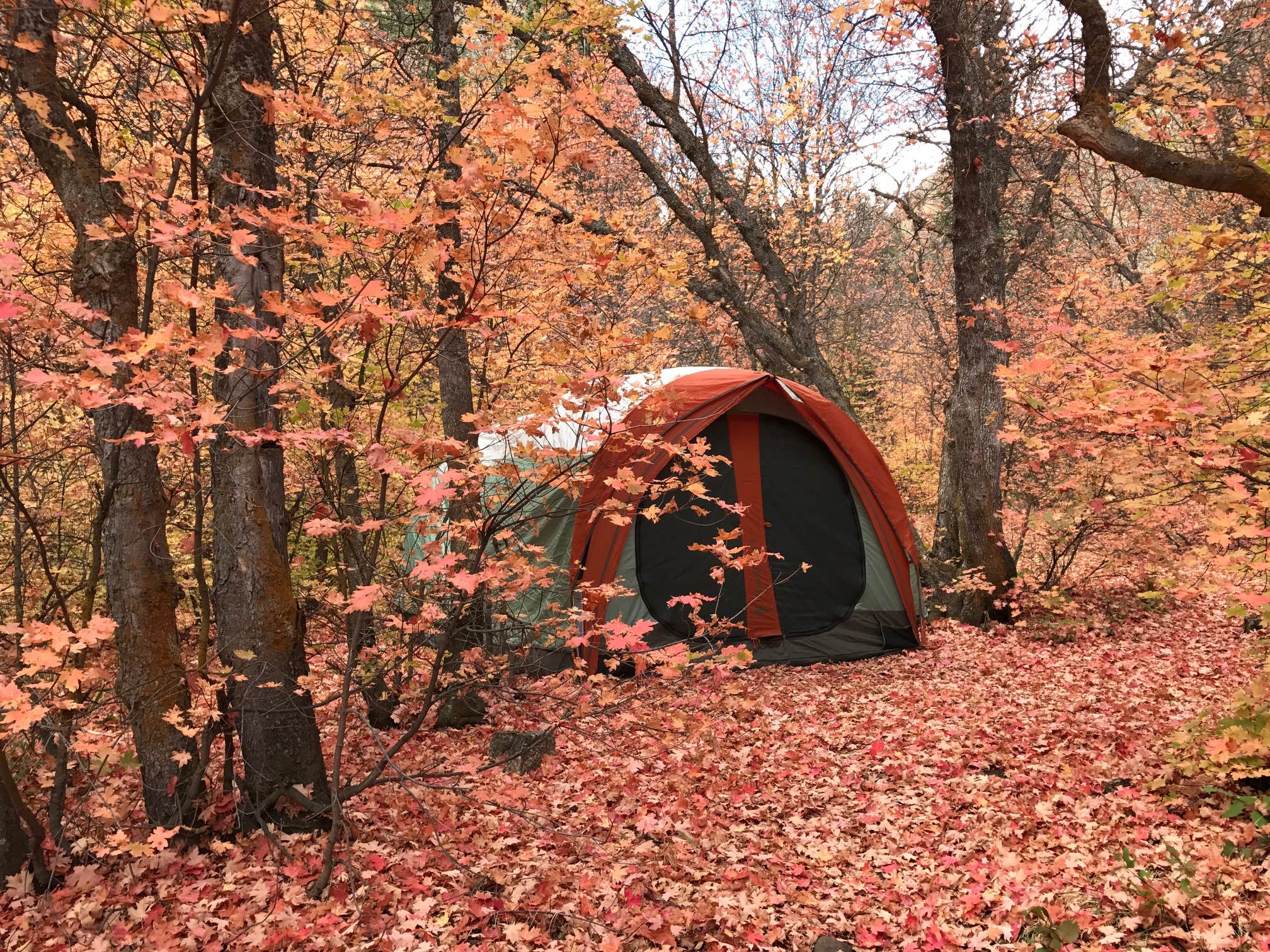 Camper submitted image from Maple Canyon - 4