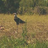Review photo of Pennyrile Forest State Resort Park by Nicole P., May 11, 2017