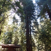 Review photo of Henry Cowell Redwoods State Park Campground by Nona A., April 4, 2017