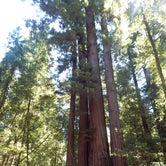 Review photo of Henry Cowell Redwoods State Park Campground by Nona A., April 4, 2017