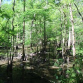 Review photo of Blue Hole Campground — Florida Caverns State Park by Elliott B., May 11, 2017