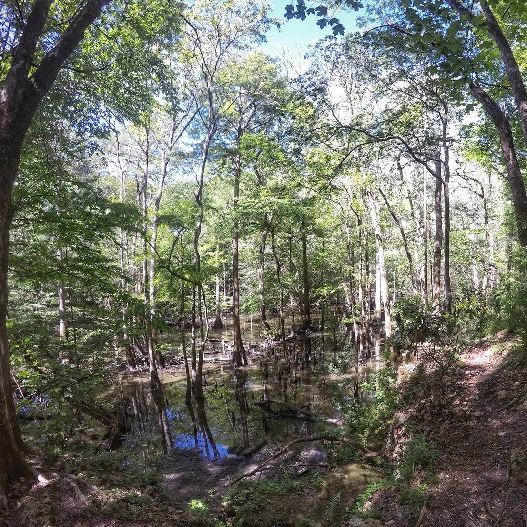 Camper submitted image from Blue Hole Campground — Florida Caverns State Park - 2