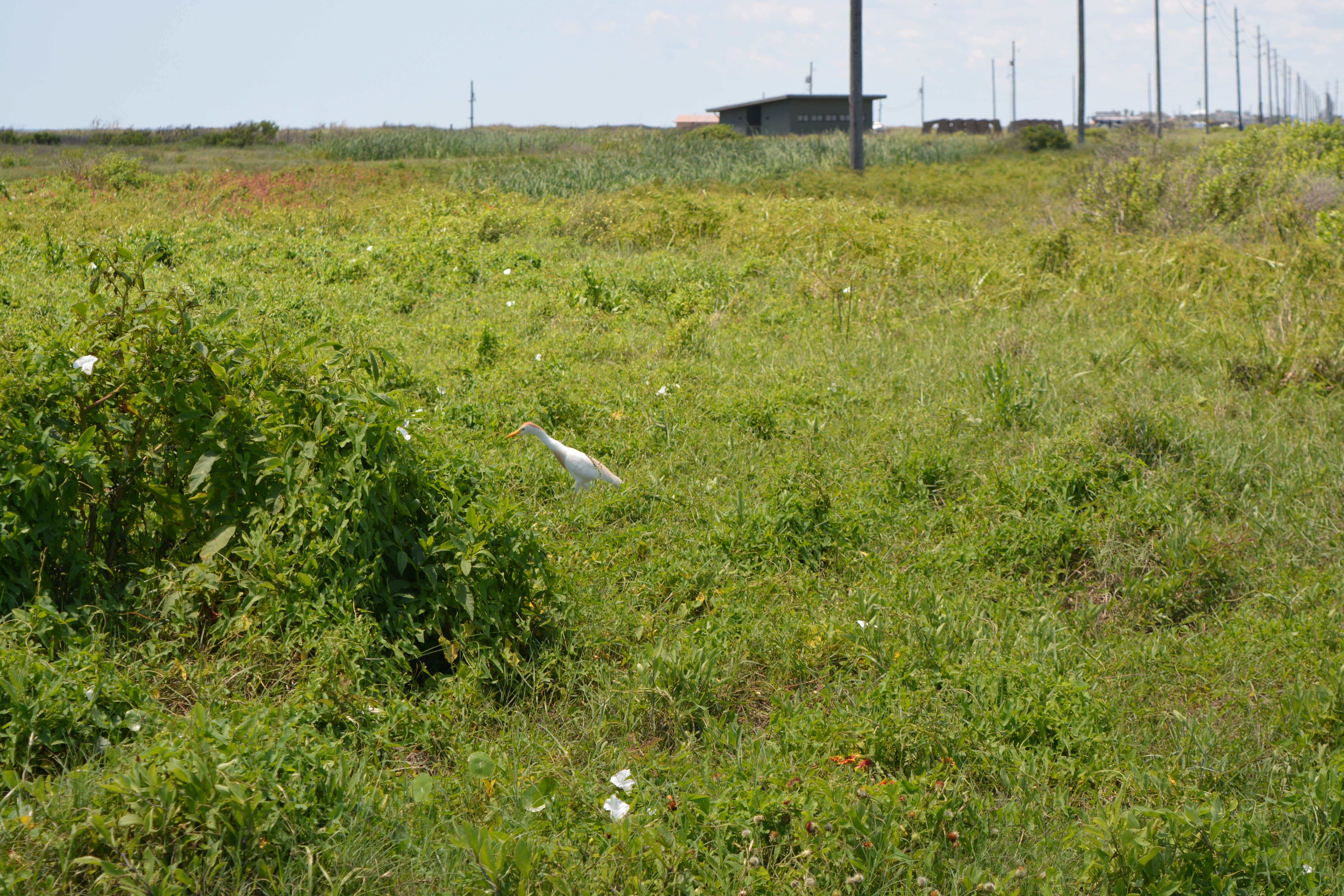 Camper submitted image from Galveston Island State Park Campground - 2