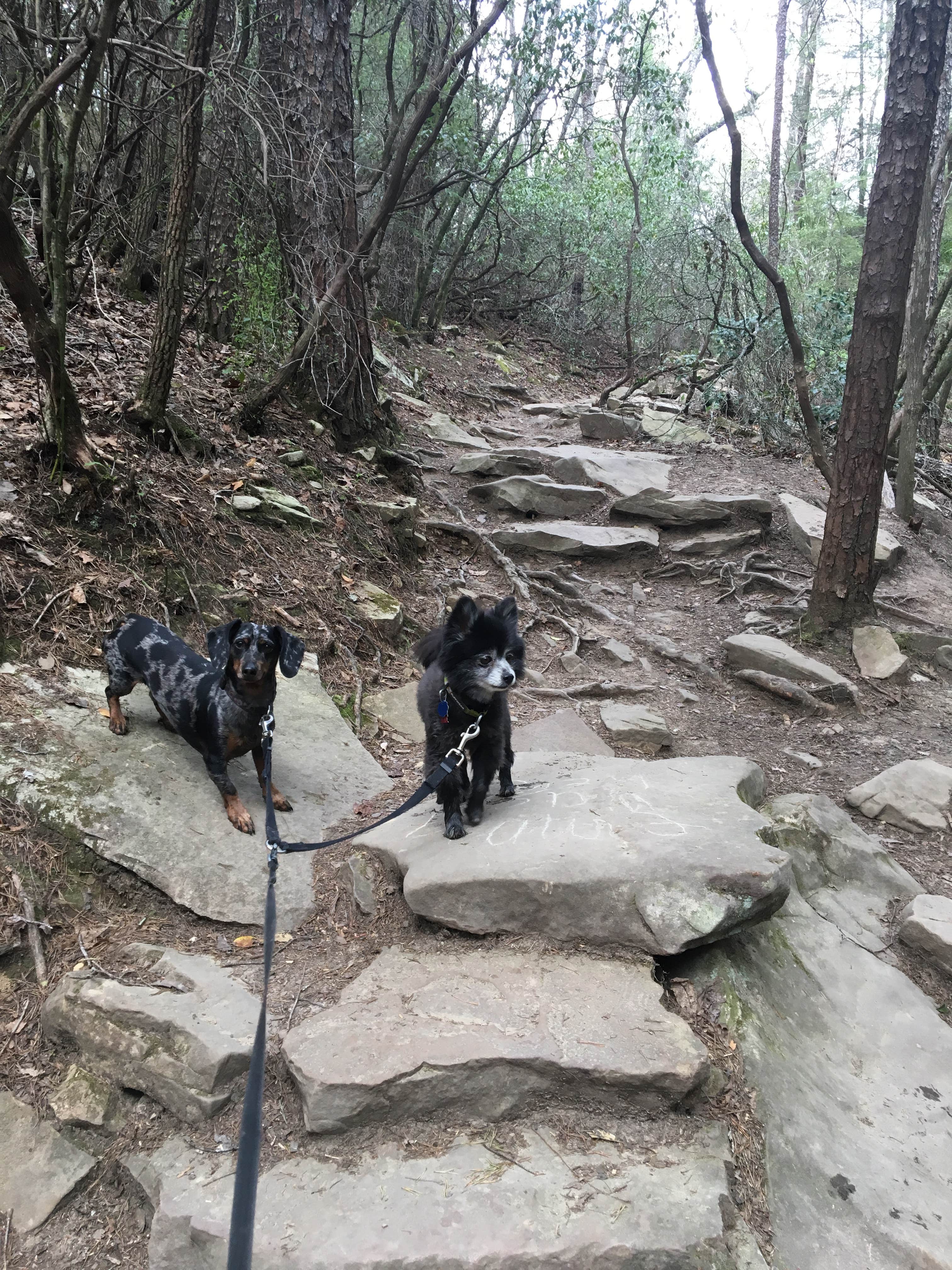 Shelly S.'s photo of camping with pets at Fall Creek Falls State Park Campground in Tennessee