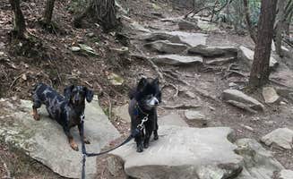 Shelly S.'s photo of camping with pets at Fall Creek Falls State Park Campground near Antioch, TN