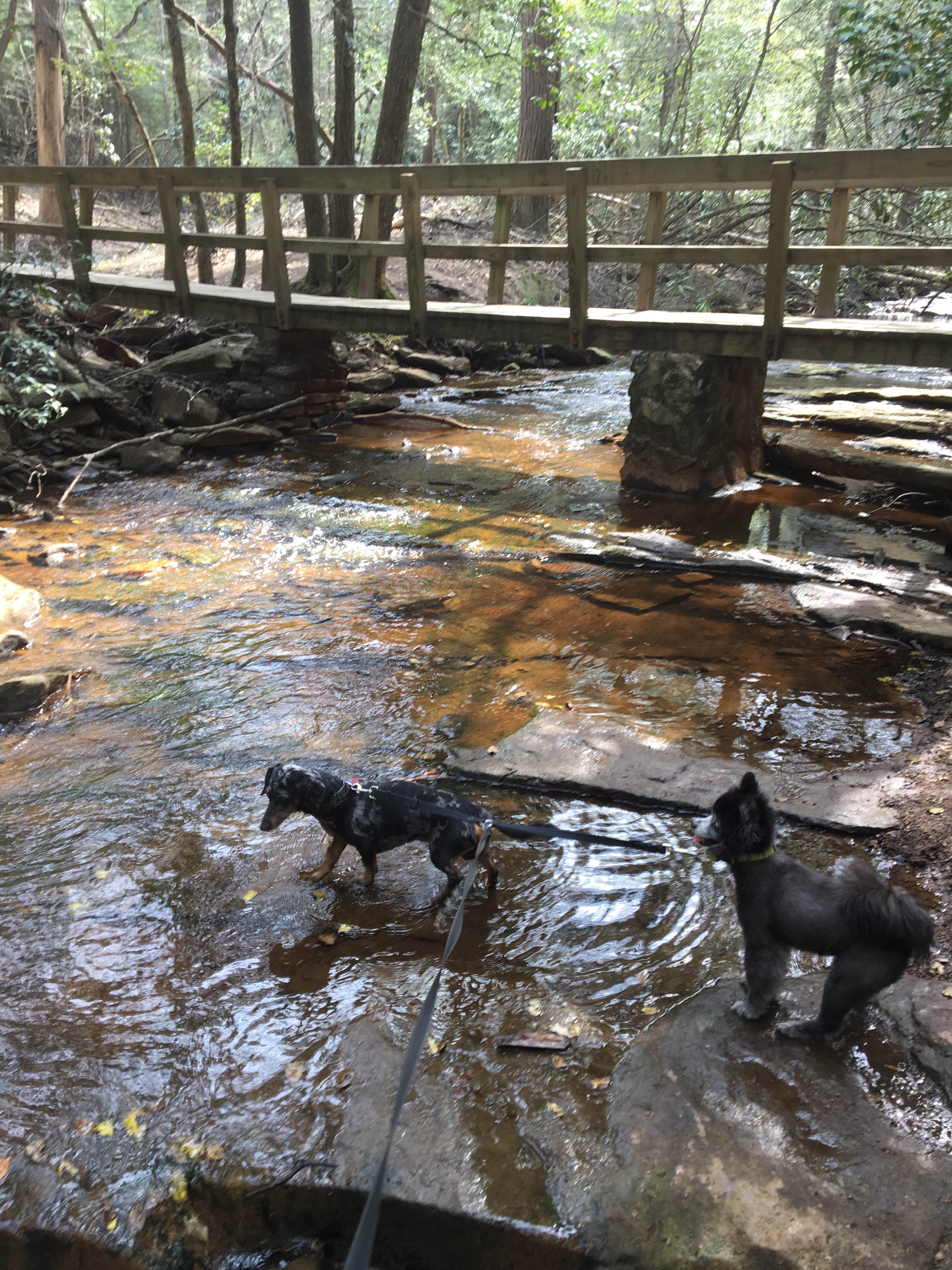 Shelly S.'s photo of camping with pets at Fall Creek Falls State Park Campground near Graysville, TN