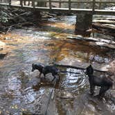 Review photo of Fall Creek Falls State Park Campground by Shelly S., May 14, 2017