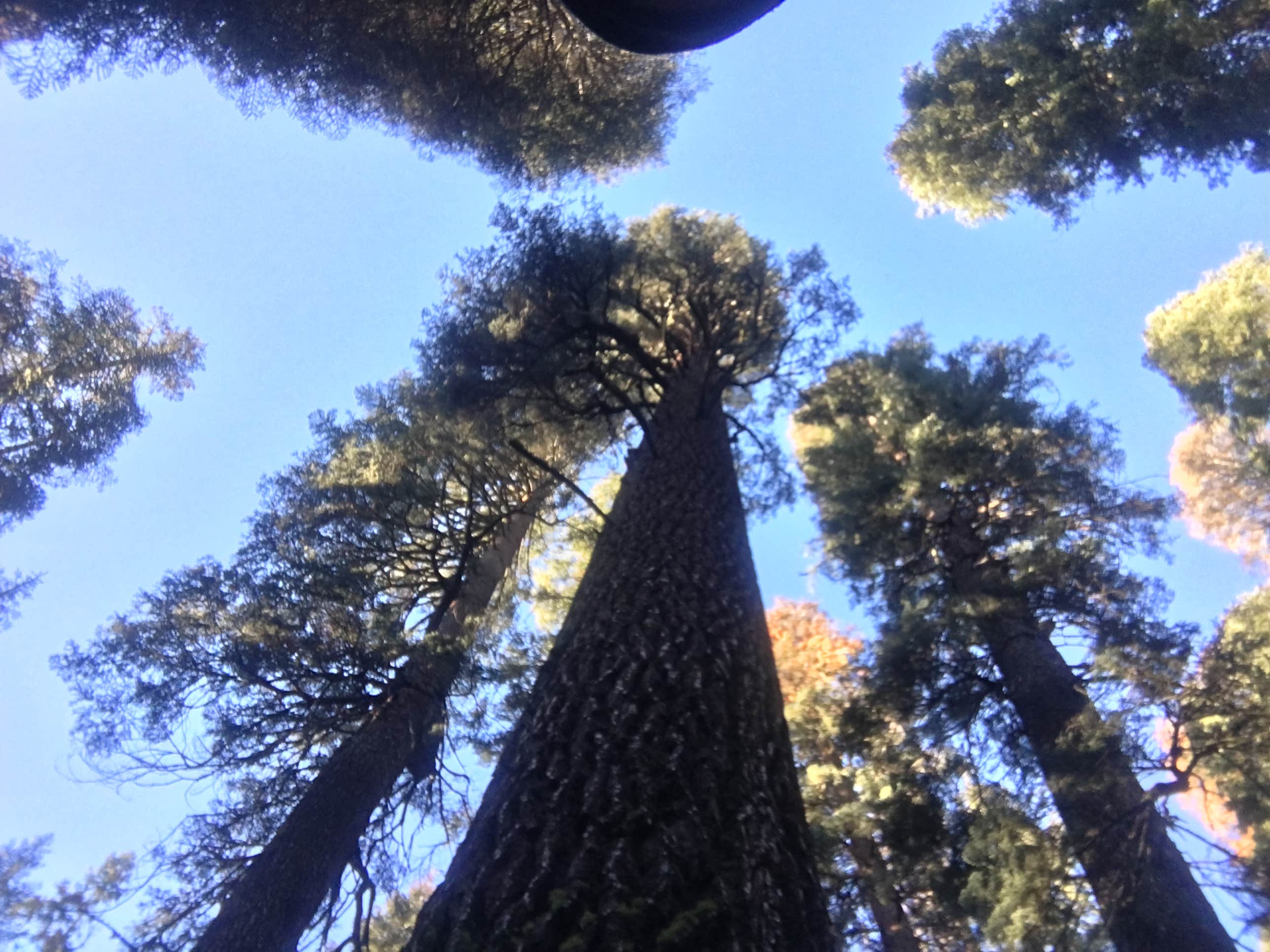 Camper-submitted photo at Yosemite Pines RV Resort & Family Lodging near Long Barn, CA