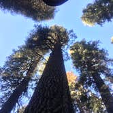 Review photo of Yosemite Pines RV Resort & Family Lodging by iloveitontop R., May 15, 2017