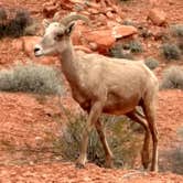 Review photo of Atlatl Rock Campground — Valley of Fire State Park by John W., May 15, 2017