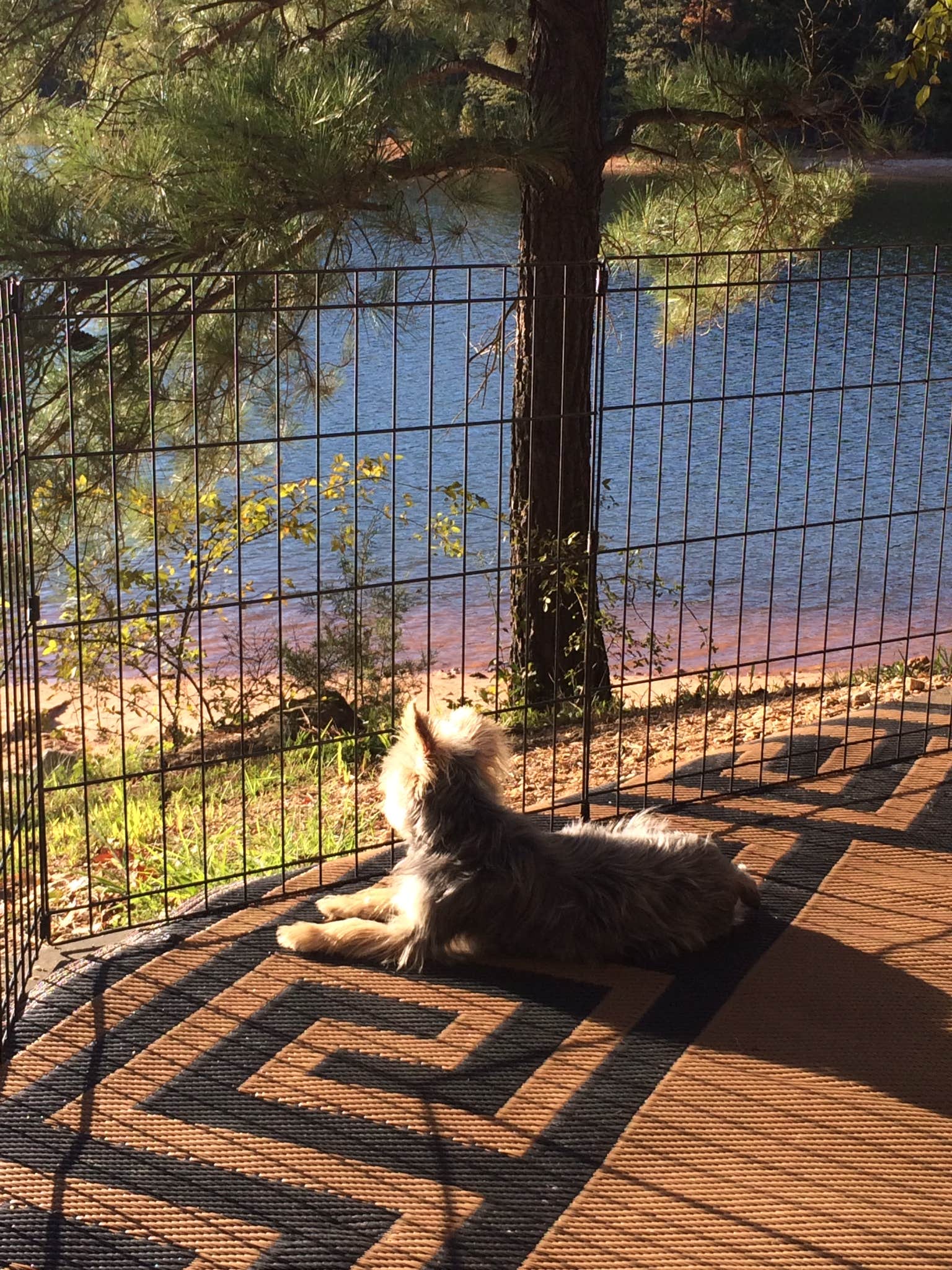 Crystal C.'s photo of camping with pets at Oconee Point near Hartwell Lake