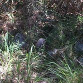 Review photo of Guadalupe River RV Park and Campgrounds by Matt M., May 17, 2017