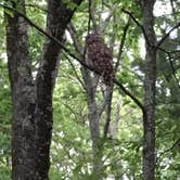 Review photo of Lewis Mountain Campground — Shenandoah National Park by Danielle V., June 18, 2016