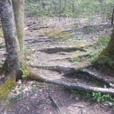 Review photo of Elkmont Campground — Great Smoky Mountains National Park by Tonya B., May 17, 2017