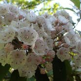 Review photo of Lewis Mountain Campground — Shenandoah National Park by Danielle V., June 18, 2016